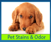 pet stain and odor removal by Amarillo Dry Carpet Cleaning 806-553-2077